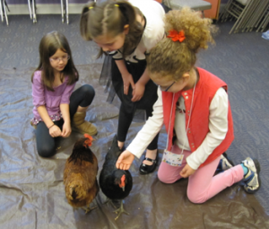 gr1_2 class grade 1, 2 class members have a visit with chickens
