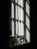 Shadows
